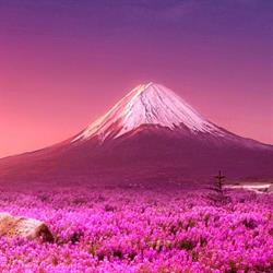 Sakura Sushi