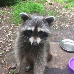 Centre Veterinaire Villa-Jean