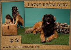 Lions From D'es