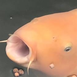 Belkoi