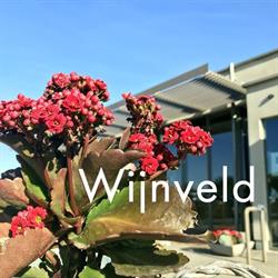 Wijnveld