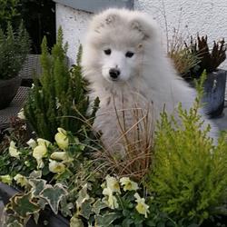 Plantes Simon