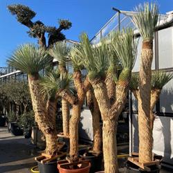 Yucca Rostrata - Picasso Greens - Bekijk ons aanbod desert, mediterranean & tropical plants