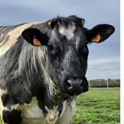 La Ferme Bruneau
