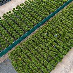 Laurica  Plants Belgium