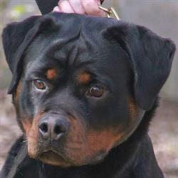 Vom Aratoamin Rottweilers