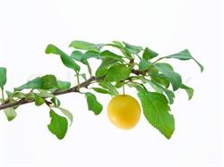 Mirabelle