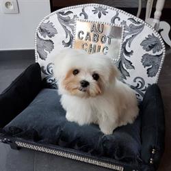 Au cabot chic