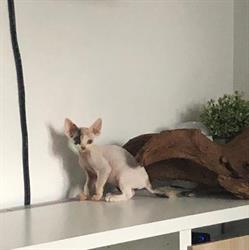Wilddiamond cattery - Belgium