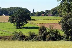 Steenbergse Bossen