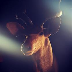 The Kudu Lodge Wortegem