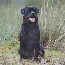 Rottweiler kennel Rebbelsdream