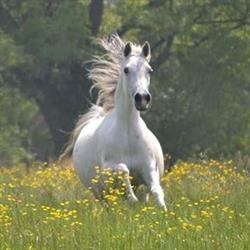 Hill's Arabians