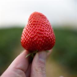 Les Fraises d'Aische