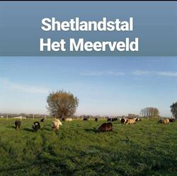 Shetlandstal het Meerveld