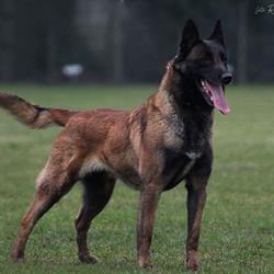 Les Bétulacées Mechelse Herder Kennel