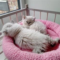 Kot & chats