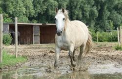 EQUI-libre Paddock Paradise des Hauts-Pays