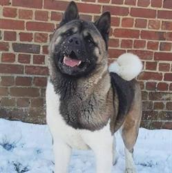 ELEVAGE AKITA AMÉRICAIN THE WORLD OF HERA