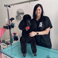 Dogs City Barber