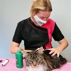 kattentrimsalon nubi's beauty paradise