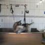 Dog wash