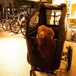 Bolbikes