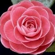 Beauty Apparence