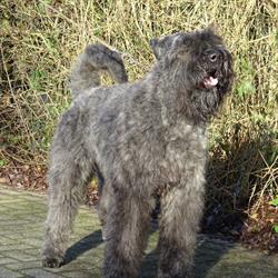 Bouvier des flandres