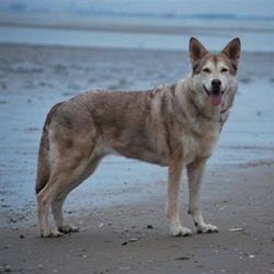 4DogsandCats - Hasselt