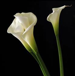 La Calla Flore