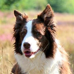 Canis Argos Hasselt