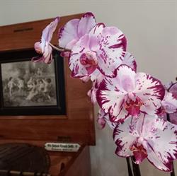 W & W Orchideeën