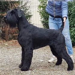 Amistar's Dogcare