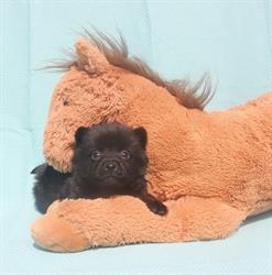 De schipperkeshoeve