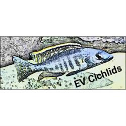 Eric Verbelen Cichlids EVC