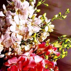 Bloemen Ellada