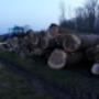 Brandhout