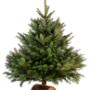 Sapin Nordmann naturel