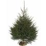 Sapin Epicéa naturel