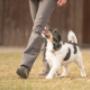 Chien dressé ADAPTADOG