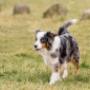 Chien obéissant ADAPTADOG