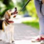 Chien en apprentissage ADAPTADOG