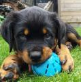 Puppytraining