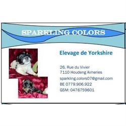 Sparkling Colors- Elevage de Yorkshire & Biewer