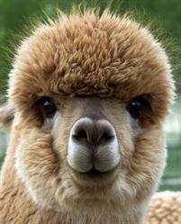 Alpaca Vlaanderen