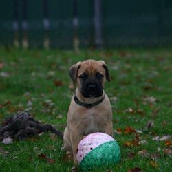Hefrings-Pride Bullmastiff en Rottweiler kennel