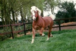 Stal Talpe
