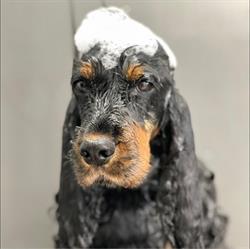 In dog's name
