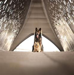 hond in beweging
